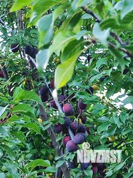 Коттедж 300м², 2-этажный, участок 25 сот.