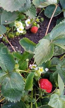 Дом 15м², 1-этажный, участок 7 сот.