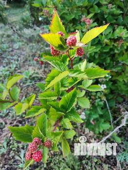 Коттедж 300м², 2-этажный, участок 25 сот.