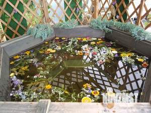 Дом 32м², 1-этажный, посуточно, 