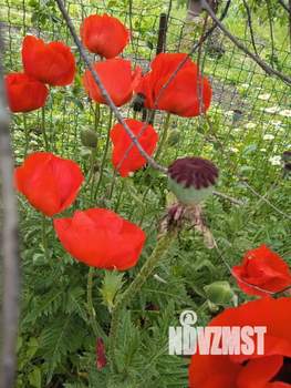 Дом 25м&sup2;, 1-этажный, участок 4 сот.  