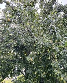 Дом 16м&sup2;, 2-этажный, участок 6 сот.  