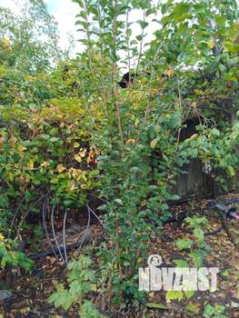 Дом 20м&sup2;, 1-этажный, участок 4 сот.  