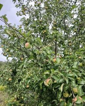 Дом 16м&sup2;, 2-этажный, участок 6 сот.  