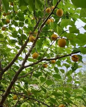 Дом 16м&sup2;, 2-этажный, участок 6 сот.  