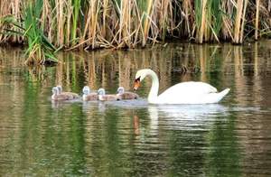 1-к квартира, вторичка, 36м2, 6/10 этаж